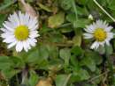 Asternartige - Beispiel: Gänseblümchen Asternartige - Beispiel: Gänseblümchen