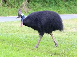 Casuarius casuarius