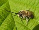 Eucera spec.