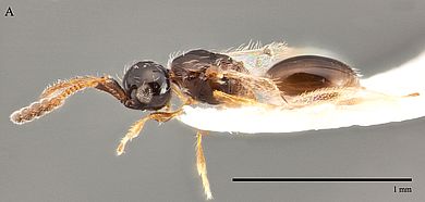 Spilomicrus flavecorpus - Weibchen