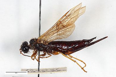 Tremex magus