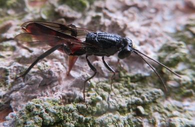 Rote Dornwurmwespe - Ibalia (Ibalia) leucospoides