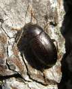 Nalassus laevioctostriatus Nalassus laevioctostriatus