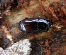 Stutzkäfer - Beispiel: Cylister elongatus