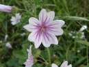 Malvenartige - Beispiel: Wilde Malve Malvenartige - Beispiel: Wilde Malve