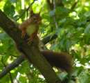 Nagetiere - Beispiel: Eichhörnchen