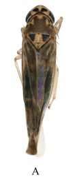 Mitjaevia bifurcata