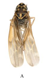 Mitjaevia ramosa - Männchen