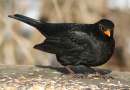 Drosseln - Beispiel: Amsel