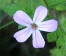 Stinkender Storchschnabel - Blüte