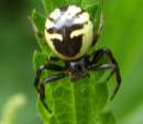 Südliche Glanz-Krabbenspinne